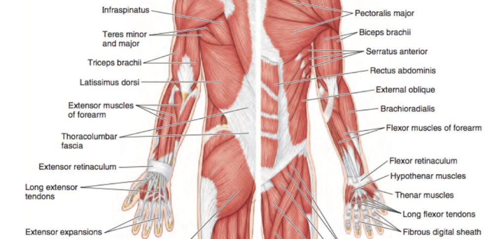 KO Applied Anatomy Refresher Upper Limb Anatomy Injuries AcquireCPD