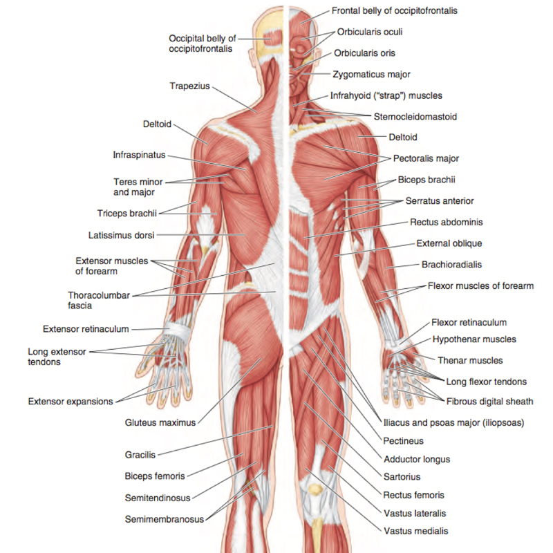 Applied Anatomy Refresher: Upper Limb Anatomy & Injuries | AcquireCPD